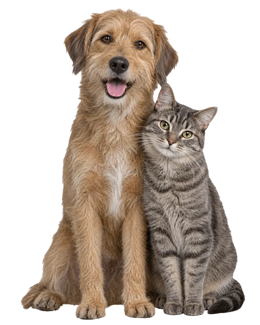 Ein struppiger Hund und eine getigerte Katze sitzen eng nebeneinander und schauen in die Kamera
